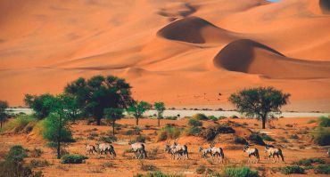 assets/images/7-days-namib-desert-and-estosha-wildlife.jpg