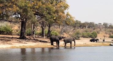 assets/images/chobe-day-trip.jpg